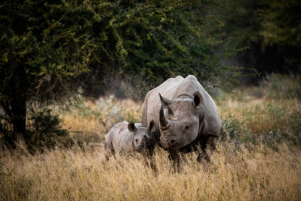 Project Rhino by Jawbone